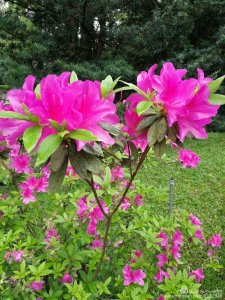 ​花花世界：＂梨花＂带雨笑春风