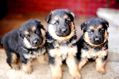 ​世界十大名犬威武德国牧羊犬幼犬图集呆萌又严肃看了你也想养一只