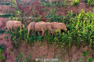 ​极小种群物种之亚洲象