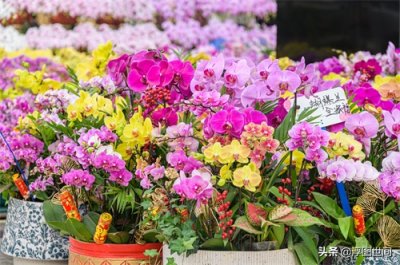 ​河南郑州：春节临近，迎春花市一片繁忙